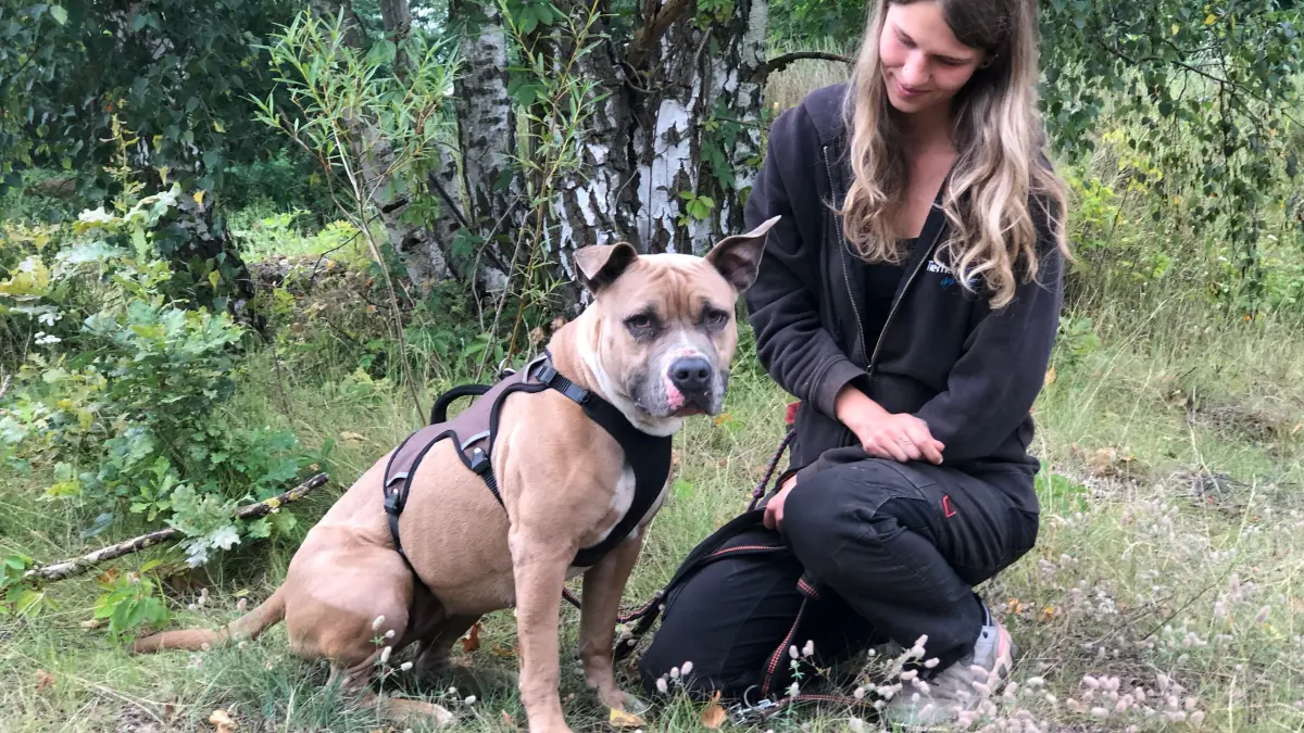 Toffee, American Staffordshire, im Tierheim am See in Eisenhüttenstadt, hier mit Lisa-Marie Sommer