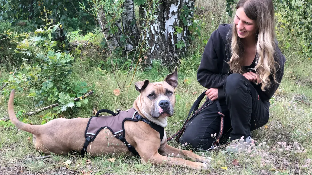 Toffee, American Staffordshire, im Tierheim am See in Eisenhüttenstadt, hier mit Lisa-Marie Sommer