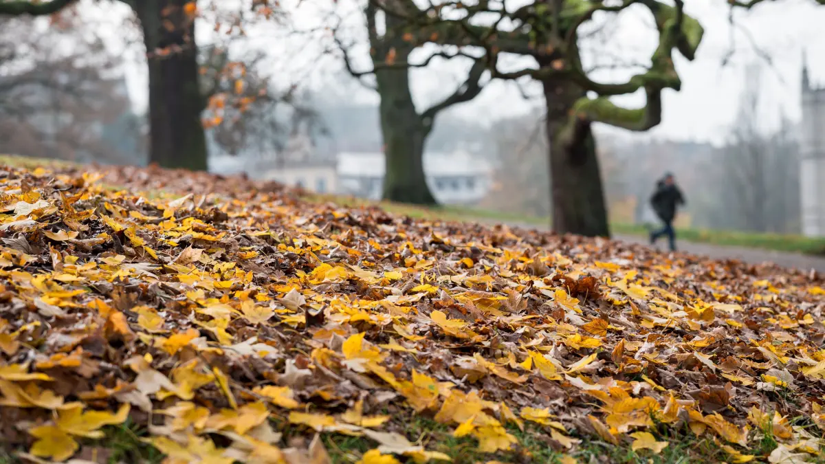 Wann beginnt der Herbst 2024? Alle Infos zum meteorologischen und kalendarischen Herbstanfang.