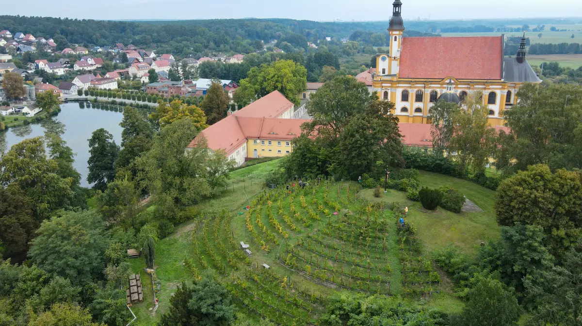 Der Weinberg beim Kloster Neuzelle: In Brandenburg wird der Weinanbau immer beliebter. Blüht eine alte Tradition wieder auf?