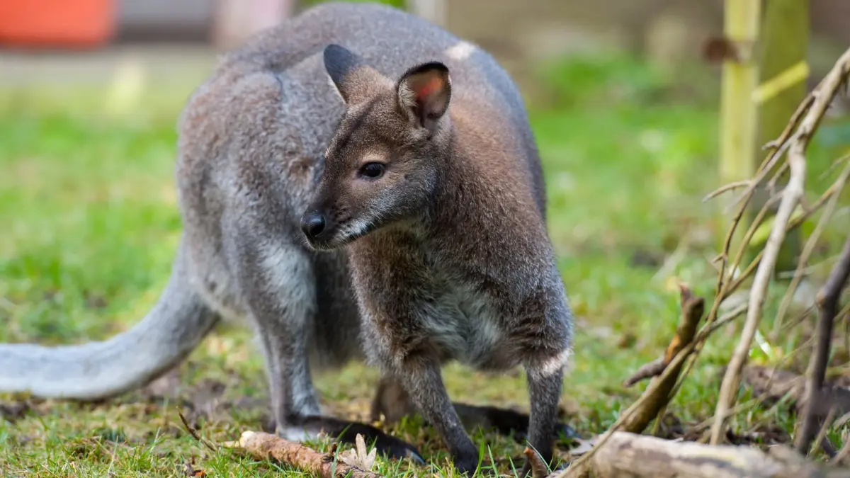09.03.2018, Niedersachsen, Bergen: Das Känguru Viggo sitzt im Garten. Der Landkreis Celle droht damit, das Rotnackenwallaby Viggo wegzunehmen, sollten die Besitzer nicht die von der Behörde angeforderten Unterlagen einreichen. Foto: Philipp Schulze/dpa +++ dpa-Bildfunk +++