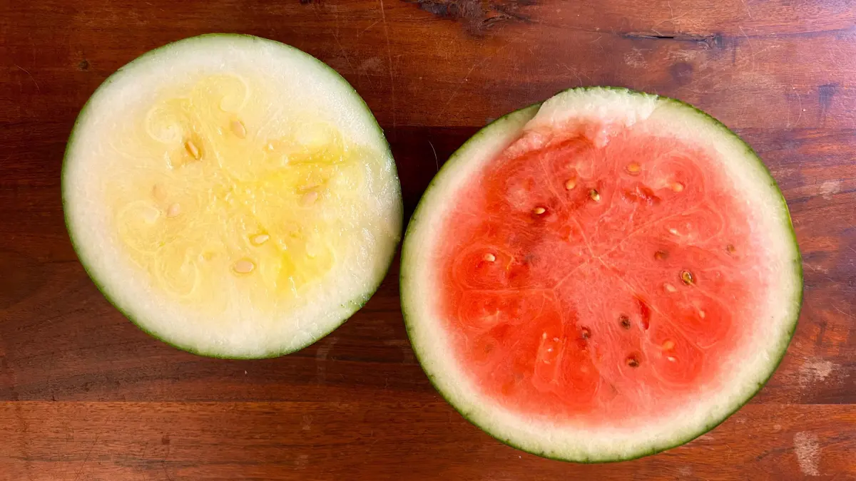 Zweierlei Wassermelone, mit gelbem und rotem Fleisch - wie schmecken sie und was kann man daraus machen?