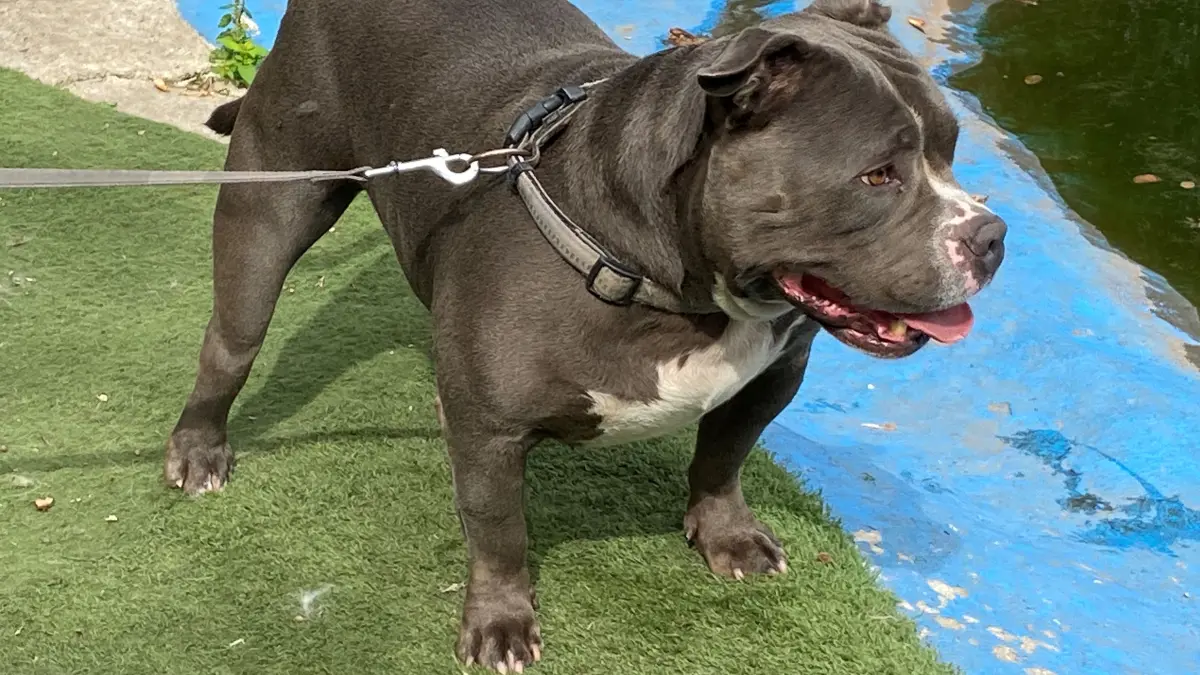 Der Staffordshire Bullterrier Rocco lebt seit drei Wochen im Tierheim and er Oderlandstraße in Eisenhüttenstadt. Der bisherige Halter musste aus gesundheitlichen Gründen den sechsjährigen kastrierten Rüden ins Tierheim bringen.