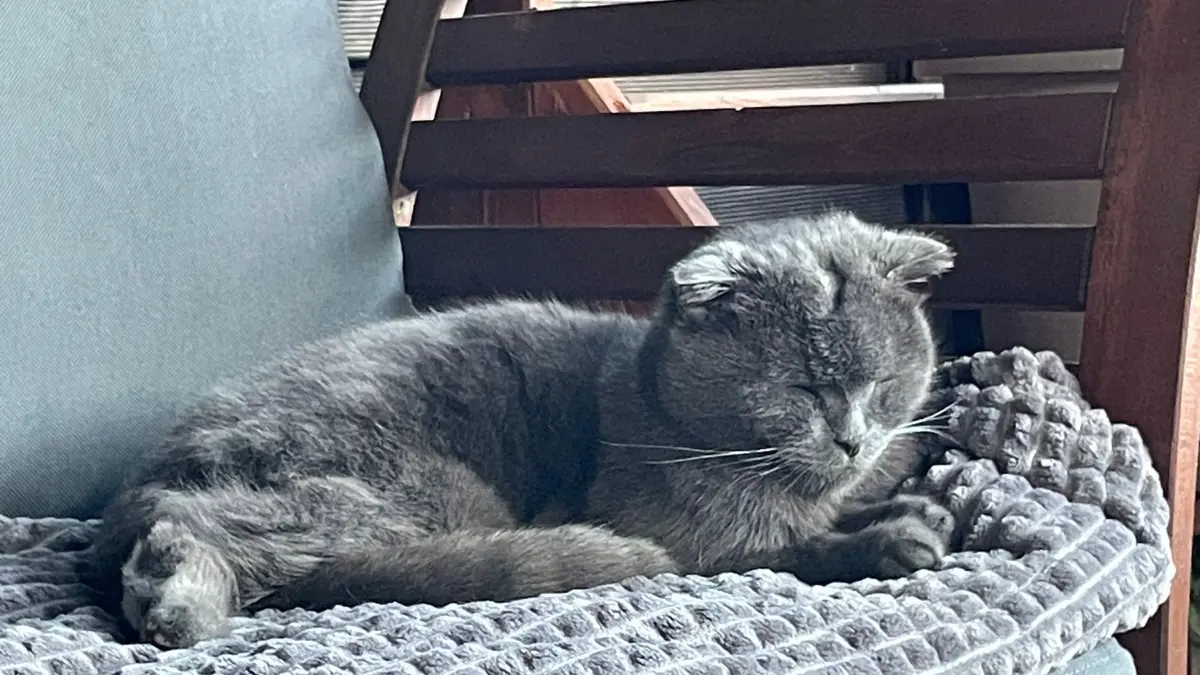 Ganz abgemagert und sichtlich älter geworden stand Peppi fast vier Jahre nach seinem Verschwinden wieder bei seinen einstigen Besitzern vor der Tür.