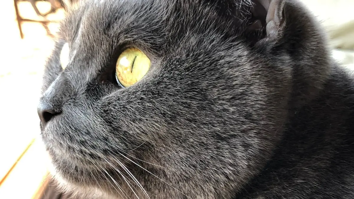 Mehr als 3 Jahre war Kater Peppi aus Schulzendorf verschwunden. So plötzlich wie er verschwunden war, stand er auch wieder bei seinen Besitzern. Lesen Sie Peppis unglaubliche Geschichte.