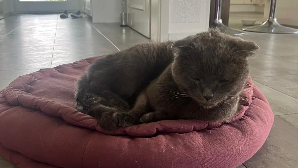 Auf diesem Kissen vor dem Kamin lag Kater Peppi schon vor seinem Verschwinden. Er hat seinen Lieblingsplatz nach seiner Rückkehr schnell wieder erkannt.