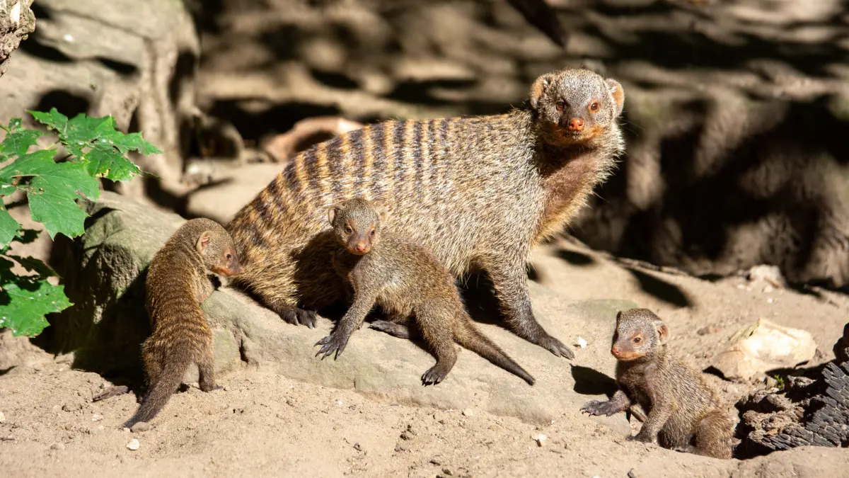 Bei den Zebraangusten im Tierpark Berlin übernehmen häufig die Männchen das "Babysitten".