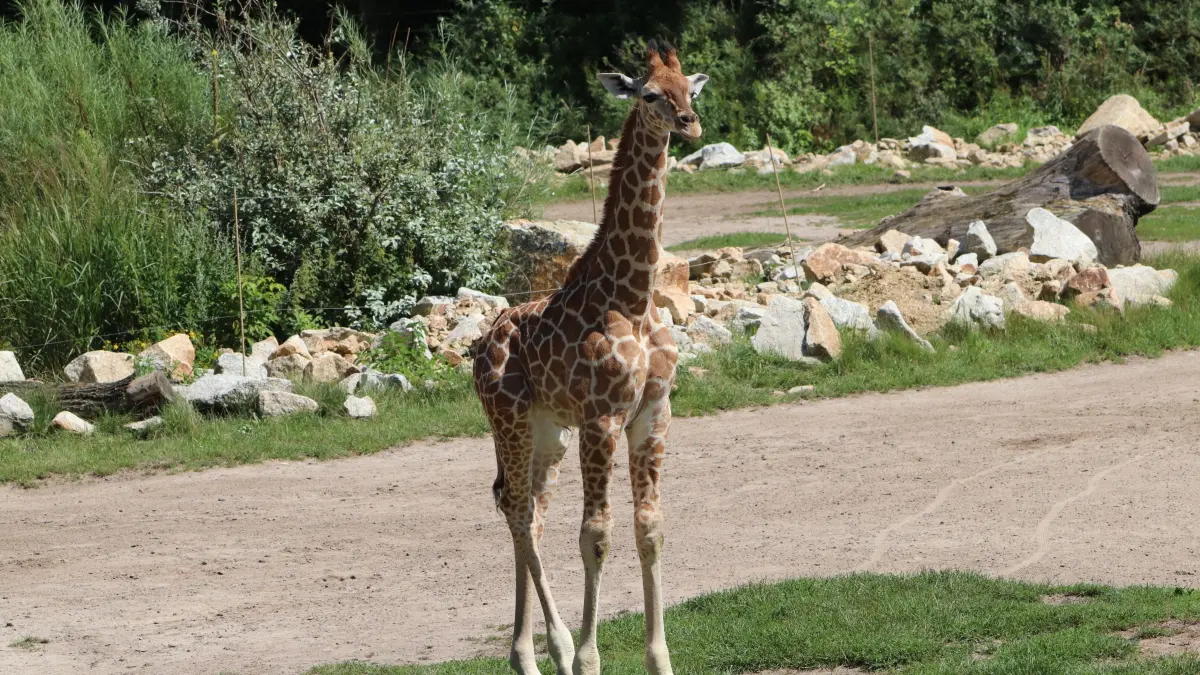 Giraffen-Nachwuchs Berti im Tierpark Berlin