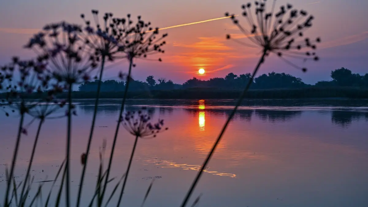 Morgenstimmung am Fluss Oder: 03.09.2024, Brandenburg, Lebus: Die verblühten Dolden einer Schwanenblume (Butomus umbellatus) sind im Sonnenaufgang am Ufer des deutsch-polnischen Grenzflusses Oder zu sehen. Hohe Temperaturen erwarten die Menschen in Berlin und Brandenburg. Dabei treten nach einem heiteren Start vor allem in den westlichen Teilen Brandenburgs Schauer und Gewitter mit Starkregen auf, wie der Deutsche Wetterdienst (DWD) mitteilte. Lokal kommt es auch zu Sturmböen und Hagel. Die Höchsttemperaturen liegen zwischen 30 und 33 Grad. Foto: Patrick Pleul/dpa - Honorarfrei nur für Bezieher des Dienstes ZB-Funkregio Ost +++ ZB-FUNKREGIO OST +++