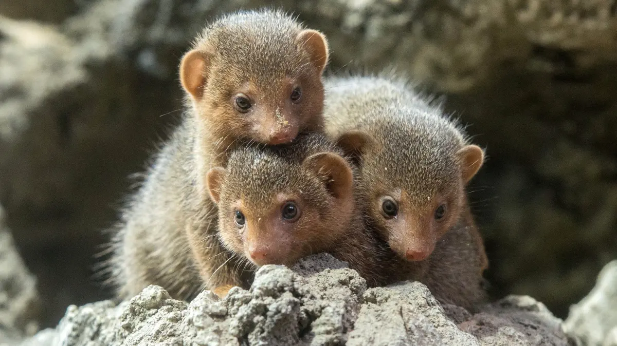 Im Zoo Berlin tollen derzeit auch Zwergmangusten-Jungtiere durch das Gehege.