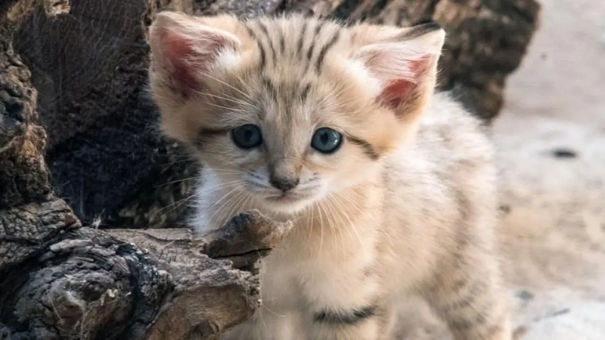 Auch die Wüstenkatzen im Berliner Zoo haben süßen Nachwuchs bekommen.