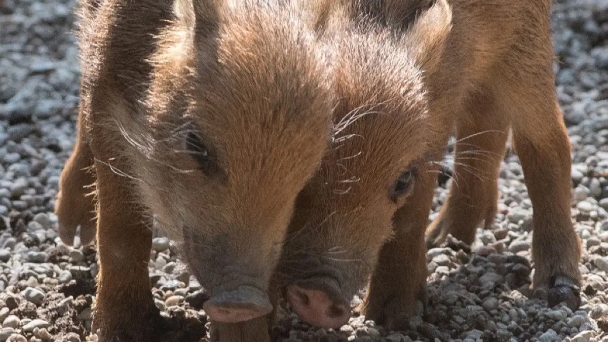 Weißbartpekari gehören in der Natur zu den gefährdeten Arten. Im Zoo Berlin sind derzeit zwei Jungtiere zu sehen.