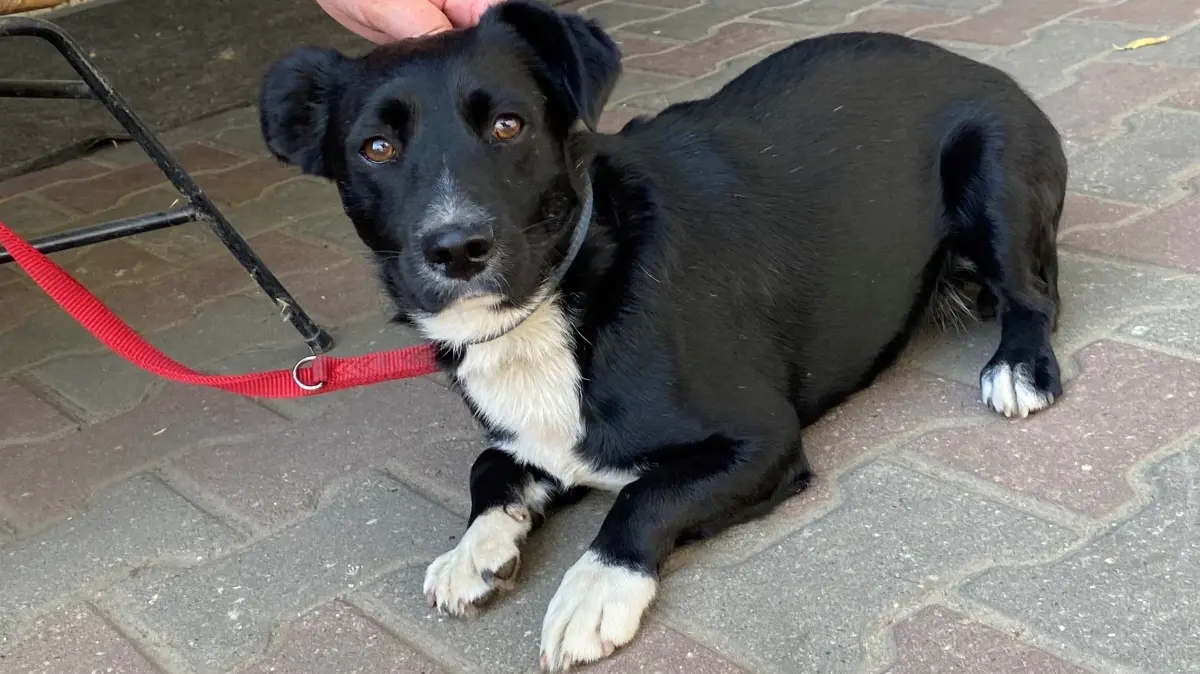 Bobbi kam mit fünf weiteren Hunden aus Rumänien. Nach zwei Monaten ist er der letzte aus diesem Sextett, der noch im Tierheim an der Oderlandstraße in Eisenhüttenstadt lebt.