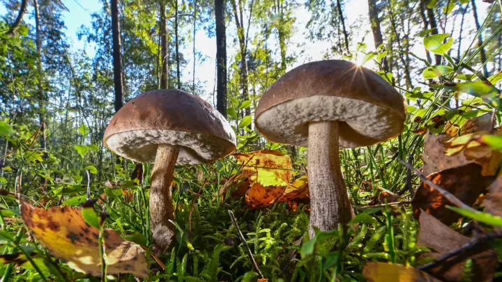 Gesetze, Regeln, Zoll – Pilze im Nachbarland sammeln