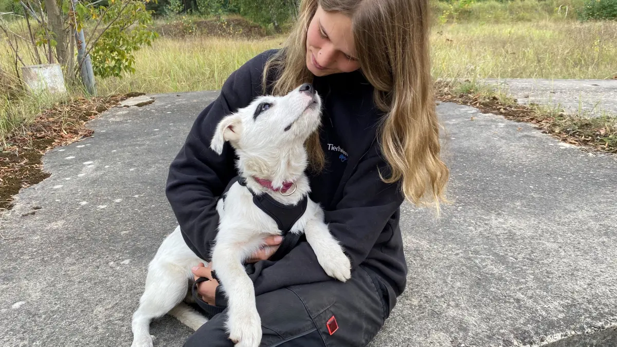 Freut sich über jede freundliche Hinwendung: Mischling Momo. Die junge Hunde-Dame ist vier bis fünf Monate alt. Gerade kümmert sich Tierheim-Mitarbeiterin Lisa-Marie Sommer um sie.