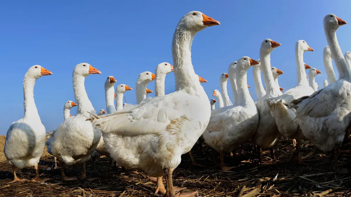 Gänse verbringen den Tag am besten im Freien