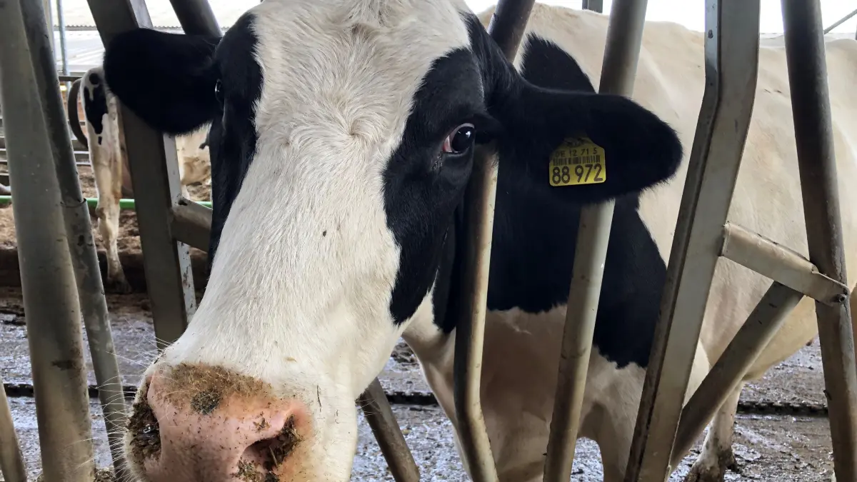 Hemme Milch in Schmargendorf bei Angermünde: Die Hofmolkerei verarbeitet seit 25 Jahren Frischmilch von eigenen Kühen direkt auf dem Hof. Nur zum Melken werden sie im Stall gehalten und sind sonst draußen auf der Weide.
