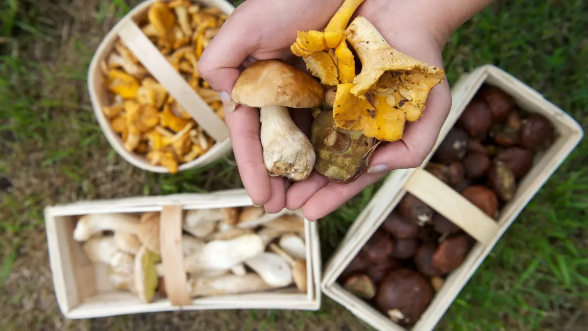 ARCHIV - ILLUSTRATION - Hände halten Steinpilze, Pfifferlinge und Maronen, aufgenommen am 05.08.2011 in Leipzig (Sachsen). Das warm-feuchte Wetter lässt die Pilze sprießen - und lockt Massen von illegalen Pilzsammlern an. Zum Eigenverzehr sind bis zu zwei Kilogramm erlaubt. Pilze in größeren Mengen zu sammeln und diese auf Märkten, an Händler oder Restaurants zu verkaufen, ist dagegen illegal. Foto: Peter Endig/dpa (zu dpa: "Illegale Pilzsammler in Wäldern in NRW unterwegs" vom 22.10.2013) +++ dpa-Bildfunk +++