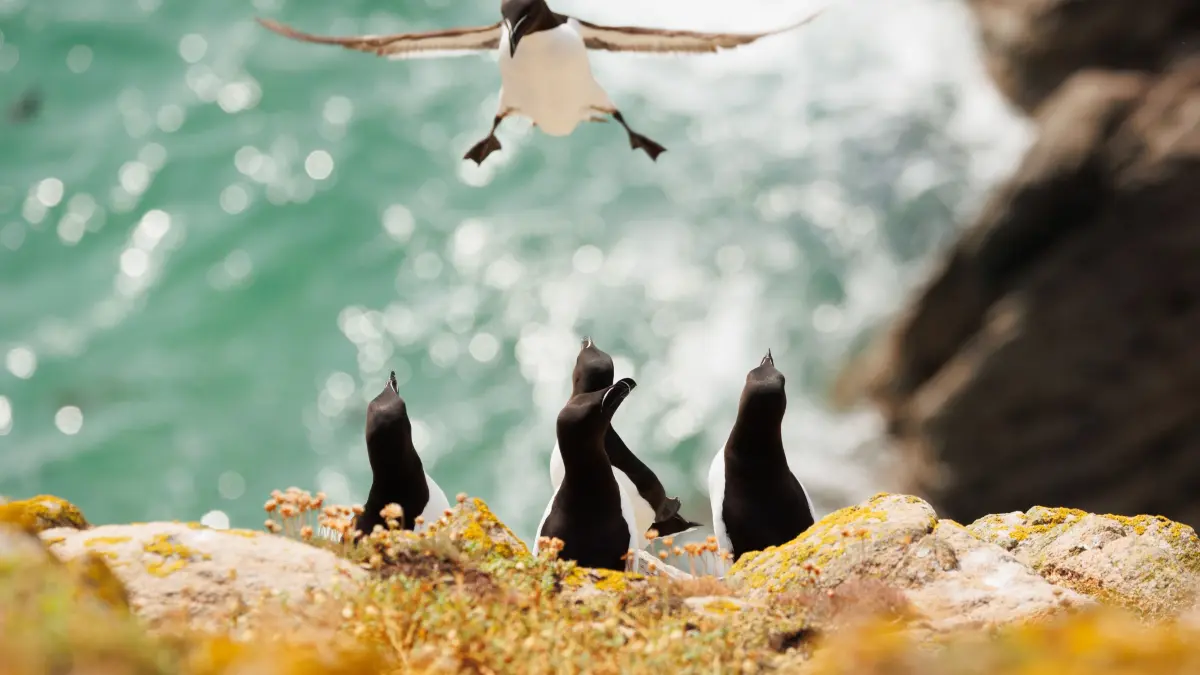 The Comedy Wildlife Photography Awards 2024
Inés Godínez
Madrid
Spain
Title: I am COMING!
Description: Razorbill attempting a very wobbly landing!
Animal: Razorbill
Location of shot: Saltee islands