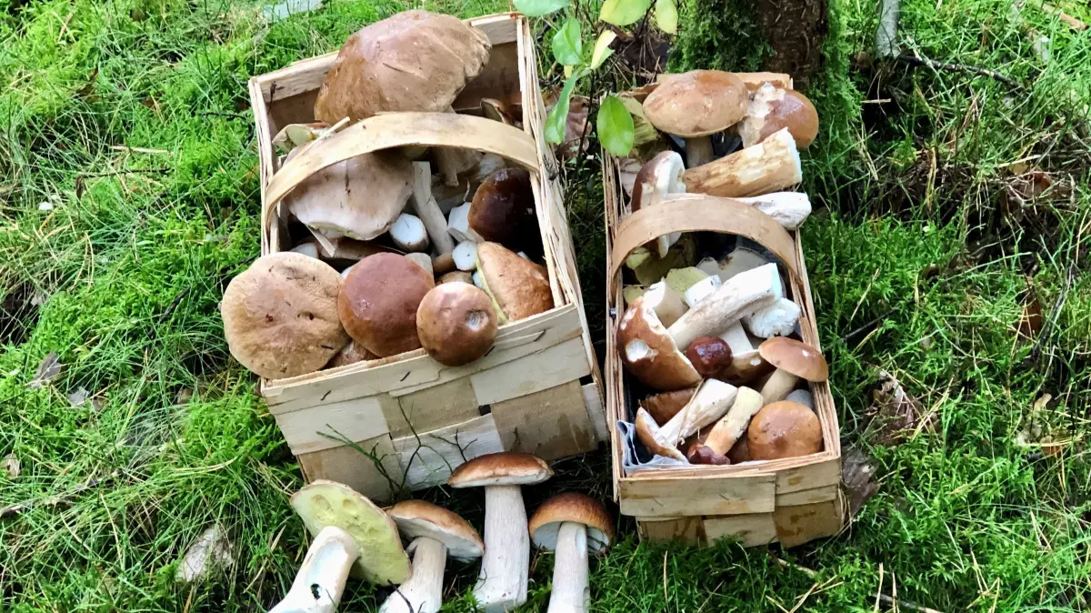Unglaublich: In den Wäldern um Fürstenwalde wachsen jede Menge Steinpilze.