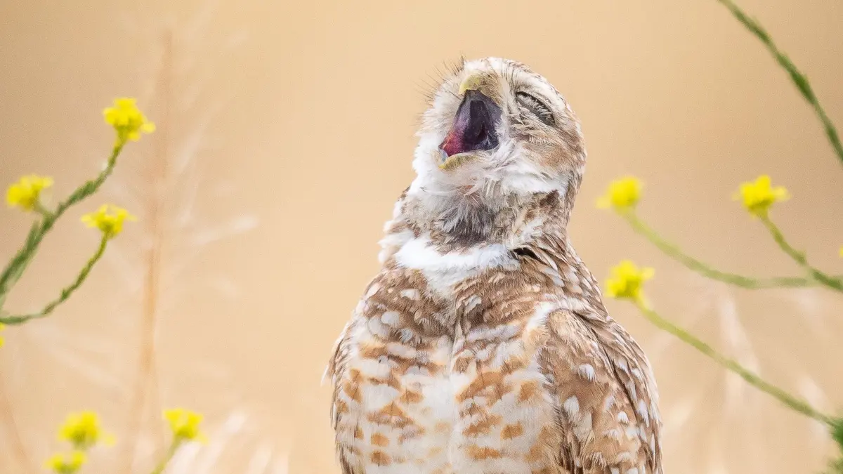 The Comedy Wildlife Photography Awards 2024
Fred Amico
Costa Mesa
United States
Title: The Pavarotti of owls
Description: This area has always been a nesting place for burrowing owls, so I visit frequently. When I saw this image on the computer it just looked like this little owl was singing his heart out.
Animal: Burrowing Owl
Location of shot: In a field near the airport