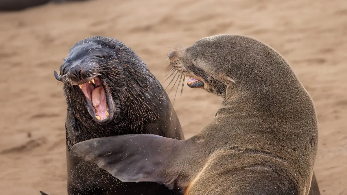 The Comedy Wildlife Photography Awards 2024
Marti Phillips
Tiburon
United States
Title: Are You Kidding?
Description: Two Cape Fur seals
Animal: Cape Fur Seal
Location of shot: Cape Cross Seal Reserve, Namibia