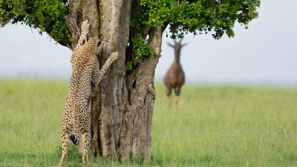 The Comedy Wildlife Photography Awards 2024
Leslie McLeod
Ottawa
Canada
Title: Hide and Seek
Description: We were on safari in Kenya and happened upon this beautiful female who was looking for a mate. A group of topi were also keeping a pretty close eye her as she left messages for a potential partner on various trees. This shot makes me think that the cheetah is just about to shout out, "ready or not, here I come!"
Animal: Cheetah
Location of shot: Mara North Conservancy