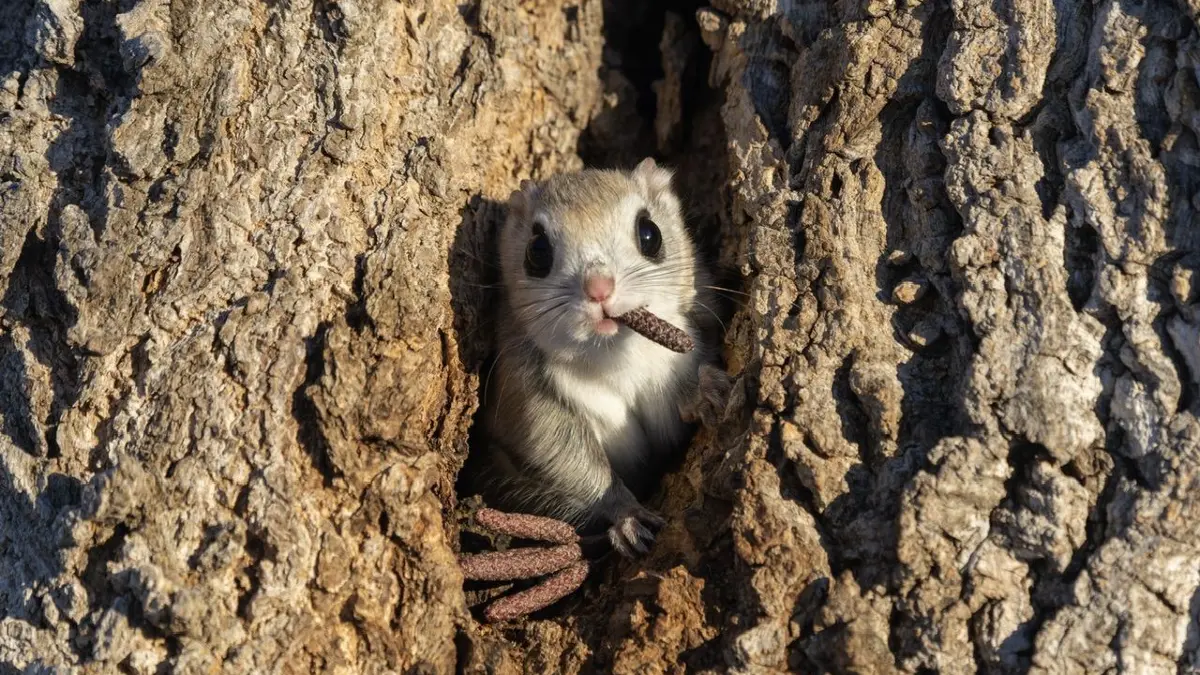 The Comedy Wildlife Photography Awards 2024
Takashi Kubo
aobadai meguro
Japan
Title: Mafia Boss
Description: It looked like he was sucking a cigar, and he looked like a mafia boss.
Animal: flying squirrel
Location of shot: Hokkaido Japan