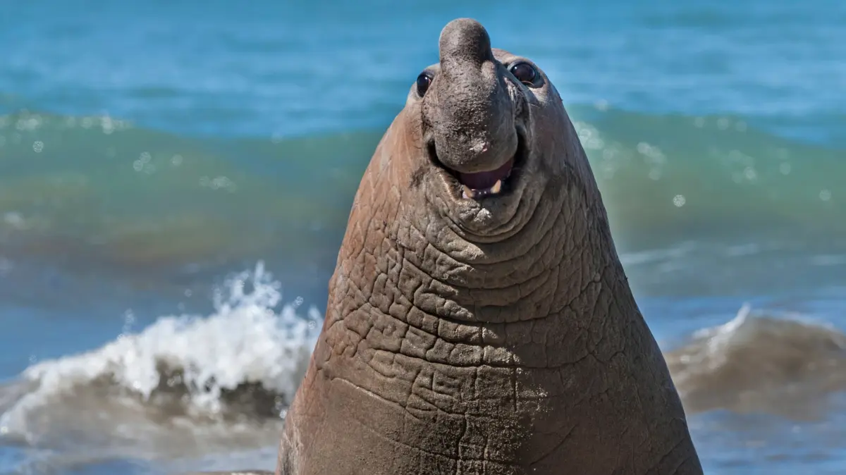 The Comedy Wildlife Photography Awards 2024
Gabriel Rojo
Macachin
Argentina
Title: Smiling Elephant Seal
Description: These multi-ton giants fight to keep their harem of females. In the instant of the photo, the animal seems to be smiling... but the reality of the situation is that its expression of astonishment and smile is at the moment of fleeing quickly, because the dominant male was on his way to a bloody fight. It is better to preserve physical integrity... I better go...
Animal: Southern Elephant Seal
Location of shot: Peninsula Valdes, Chubut Province, Argentina