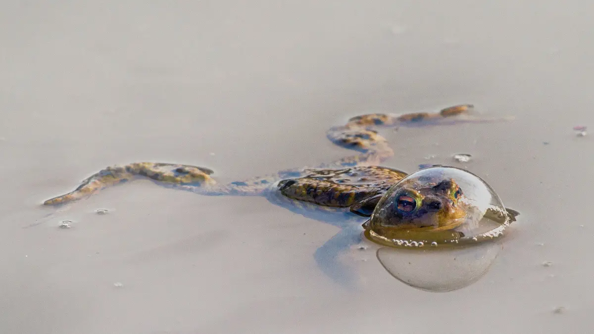 Description: During a photo shoot at the pond I discovered this frog with its head in a bubble. This resembles a tree bell.