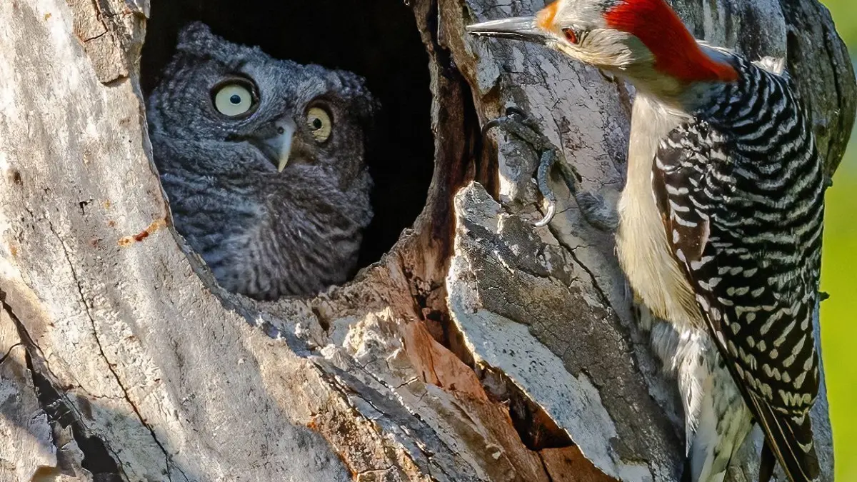 Dem Blick nach zu urteilen, wurde die Eule wohl aus einem Traum gerissen.