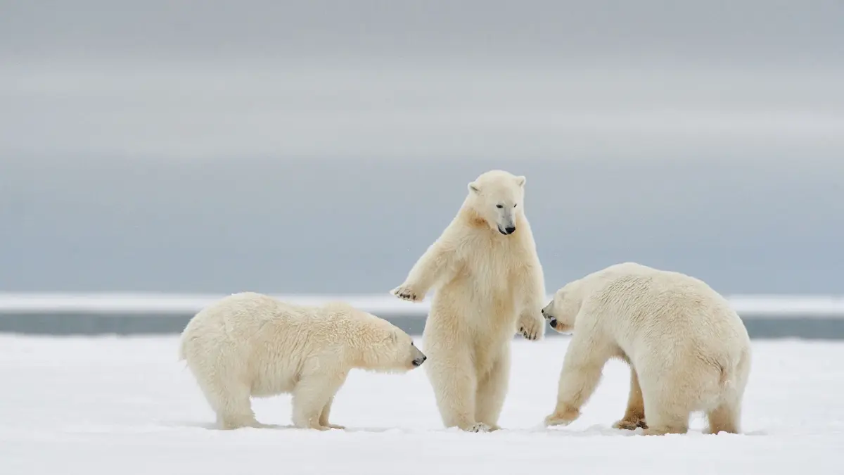 The Comedy Wildlife Photography Awards 2024
RICORDEL Philippe
Paris
France
Title: Hajime !
Description: Hajime ! This is the term used by the referee in Judo to invite opponents to start fighting. Here, the standing bear seems to be saying this to the other two, adopting the gesture that referees use when they say this word.
Animal: Polar bears
Location of shot: Arctic Wildlife Refuge (Alaska - USA)