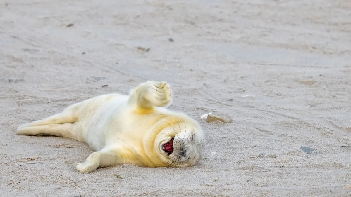 The Comedy Wildlife Photography Awards 2024
Ingo Hamann
Bad Homburg
Germany
Title: Laughing out loud
Description: This newborn seal seems to be laughing at a good joke.
Animal: Seal
Location of shot: Helgoland, Germany