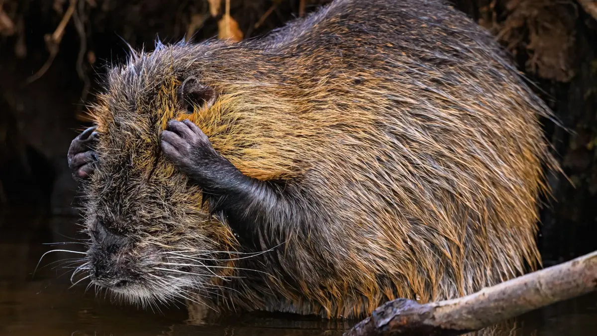 The Comedy Wildlife Photography Awards 2024
Christopher Arnold
Chemnitz
Germany
Phone: 01743770265
Email: chrisarn9@web.de
Title: Schon wieder Montag?
Description: Direkt aus dem Kanu heraus habe ich dieses Nutria fotografiert. Dieses war gerade mit der Körperpflege beschäftigt.
Animal: Nutria
Location of shot: Deutschland