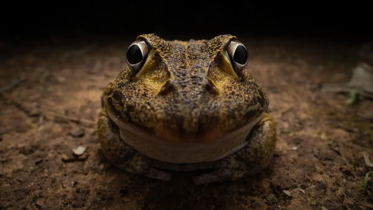 The Comedy Wildlife Photography Awards 2024GattonAustraliaTitle: Awkward smiley frogDescription: I asked this frog to smile for the camera but it seemed a little shy.Animal: Cyclorana novaehollandiaeLocation of shot:
