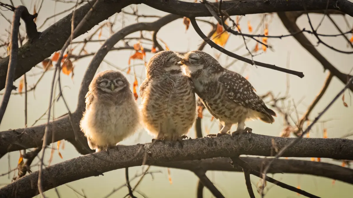 The Comedy Wildlife Photography Awards 2024
Sarthak Ranganadhan
New Delhi
India
Phone: 9821123840
Email: sarthak.ranganadhan2008@gmail.com
Title: Smooching owlets
Description: Our parents always find a way to embarrass us, I guess that's also true in the case of spotted owlets. It was truly a funny sight to see two owlets trying to get some privacy as their little offspring stood next to them with a grin shut eyes.
Animal: Spotted Owlets
Location of shot: Gurgaon, India