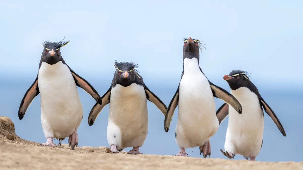 The Comedy Wildlife Photography Awards 2024
Ralph Robinson
Cambridge
United States
Title: Gang of Four
Description: On the penguin highway, these rockhoppers are moving into town, and this town ain't big enough for all of them! I set up my camera a good distance from this ridge, where rockhopper penguins were returning from feeding in the southern Atlantic ocean in the Falkland Islands. The long lens pulled them into the frame without disturbing their return to nests on the hill. I love photographing penguins after they've been in the water as they are cleaner! These birds look like they are ready to kick some penguin ass!
Animal: Southern rockhopper penguin (Eudyptes chrysocome)
Location of shot: Pebble Island, Falkland Islands
