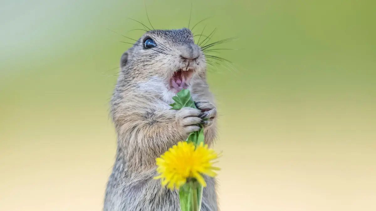 Passt auf, ich singe euch jetzt ein Lied.
