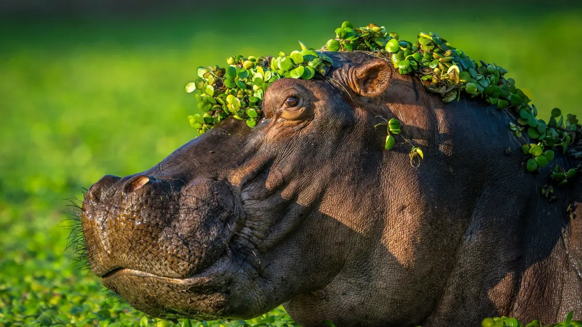 The Comedy Wildlife Photography Awards 2024
Artur Stankiewicz
Zgorzelec
Poland
Title: I'm too sexy for my love
Description: One of the 'lazy' mornings we have decided to stop by the pool with hippos while in Mana Pools NP. My idea was to try and catch fighting hippos, yet, they all were quite peaceful. I have positioned on the bank, safely from the potential charge and waited. Some of them raised their heads in curiosity or when proximity to the other individuals was too close. Then I got this idea to catch the portrait with water plants decorating the head, It looked like the guy just got our of the hairdresser with a big smile on his face :)
Animal: Hippopotamus
Location of shot: Mana Pools NP, Zimbabwe