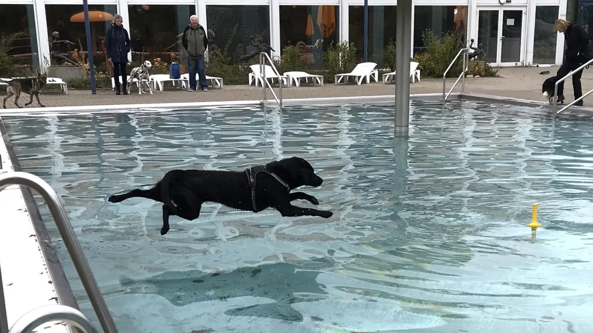 Eisenhüttenstadt. Erster Hundebadetag im Inselbad. Labrador Elki aus Teltow springt ins Wasser. 06.10.2024 Foto: Frank Groneberg
