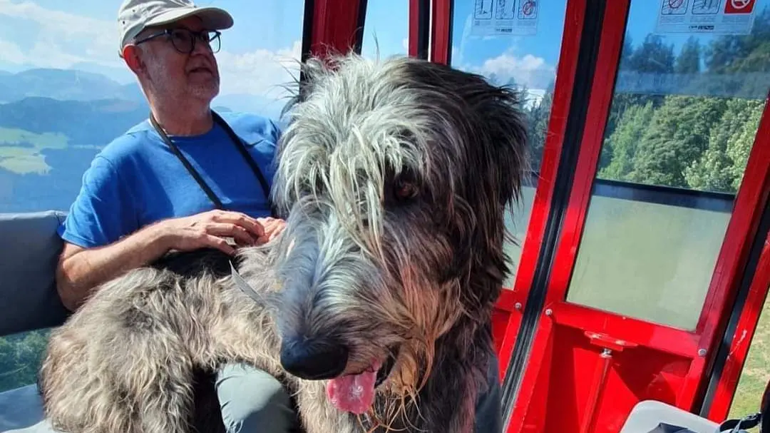 Irischer Wolfshund: Was für ein ängstlicher Riese! Das ist mein Hund ...