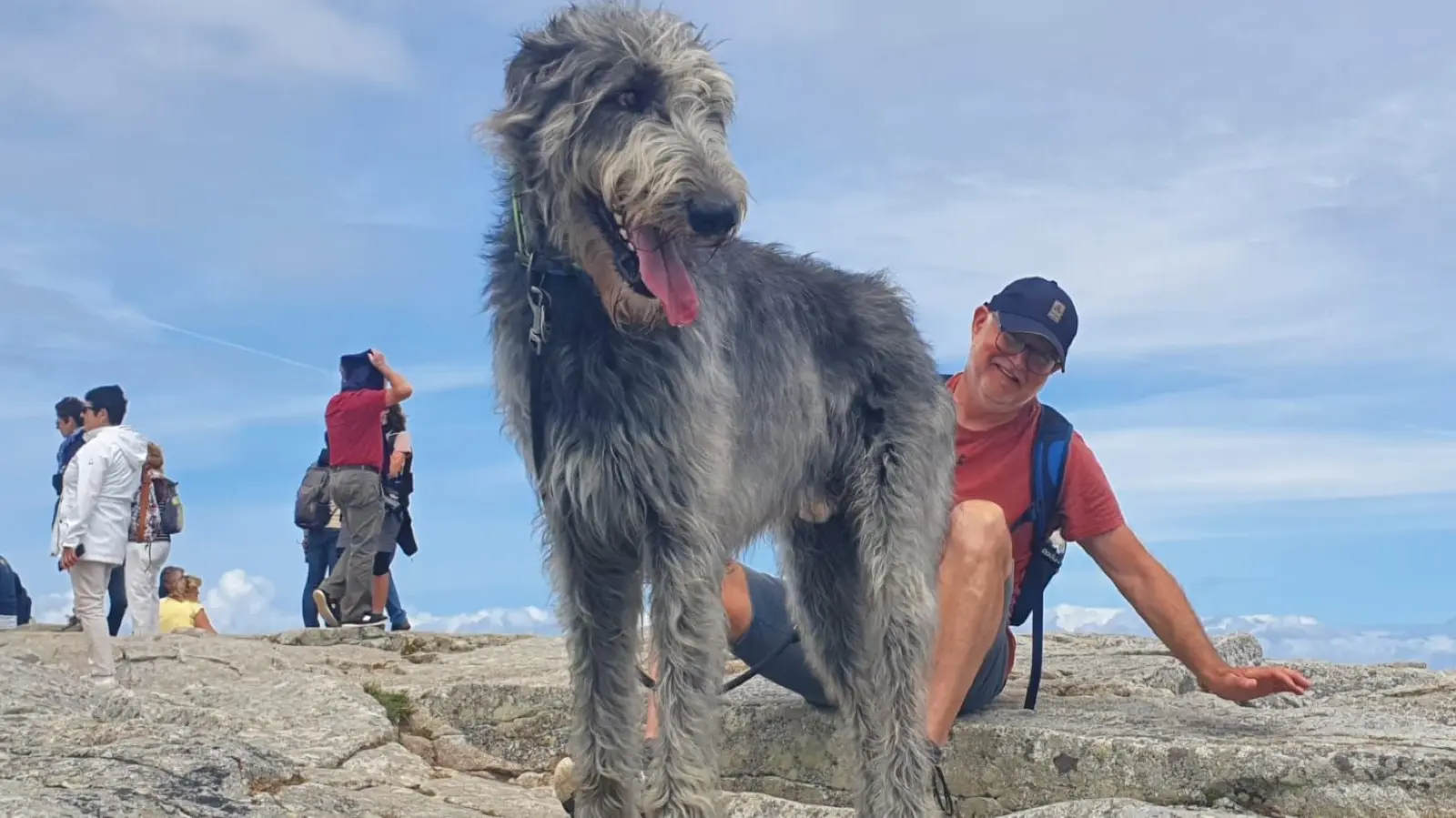 Irischer Wolfshund: Was für ein ängstlicher Riese! Das ist mein Hund ...