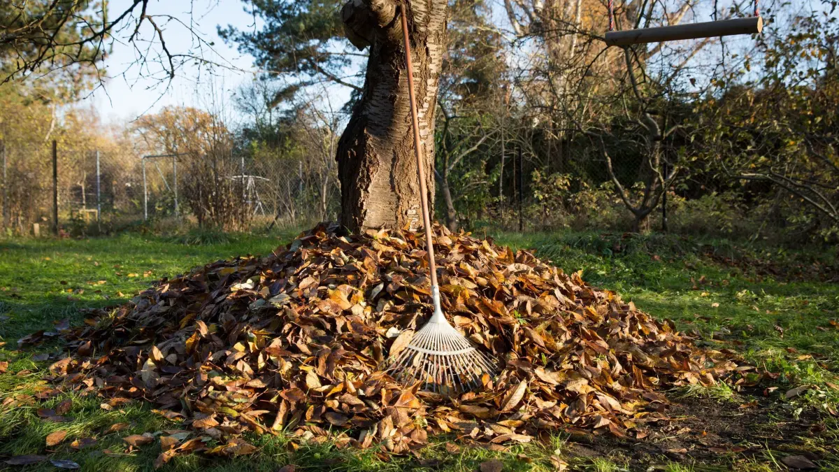 Aufgeschichtetes Laub unter einen Baum: ARCHIV - Laubberge im Garten können vielen Tieren im Winter als Unterschlupf dienen. (zu dpa: «Auf Laubbläser verzichten: Warum Blätterberge sinnvoll sind») Foto: Florian Schuh/dpa-tmn - Honorarfrei nur für Bezieher des dpa-Themendienstes +++ dpa-Themendienst +++
