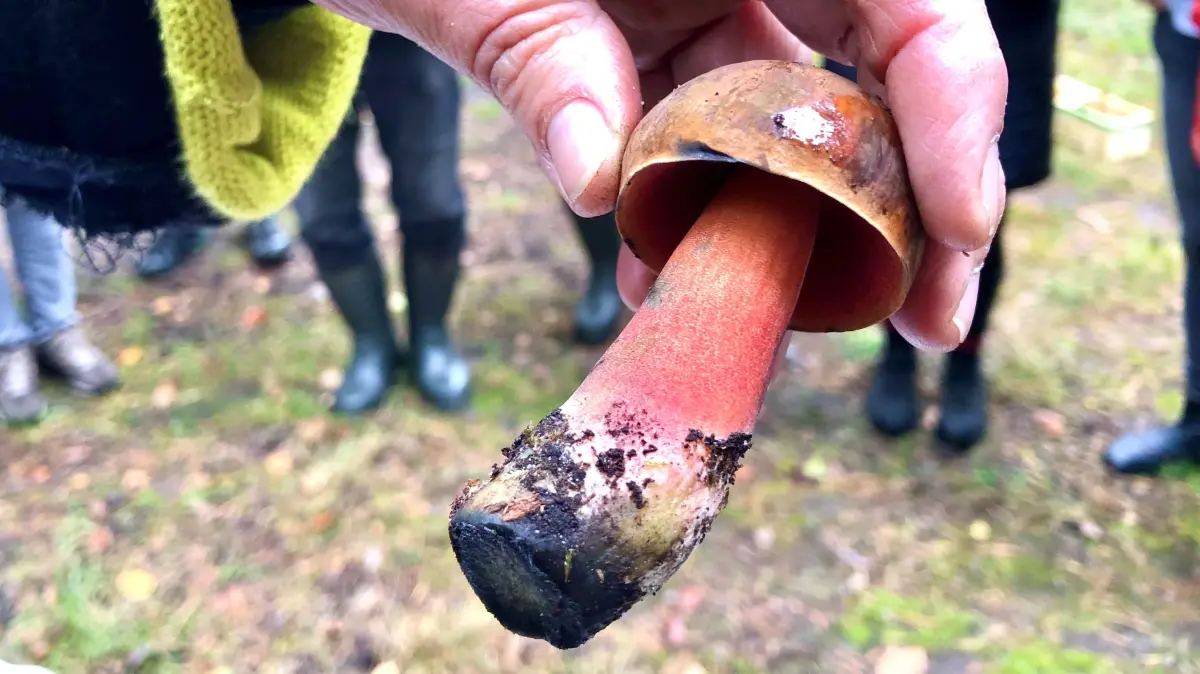 Hexenröhrling im Wald bei Beeskow, guter Speisepilz