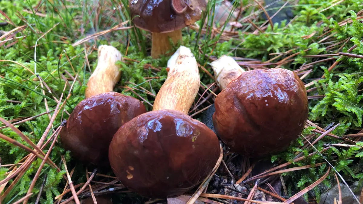Maronen im Wald bei Beeskow