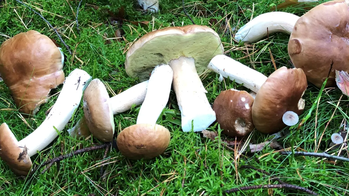 Steinpilze sind die beliebtesten Speisepilze in Deutschland