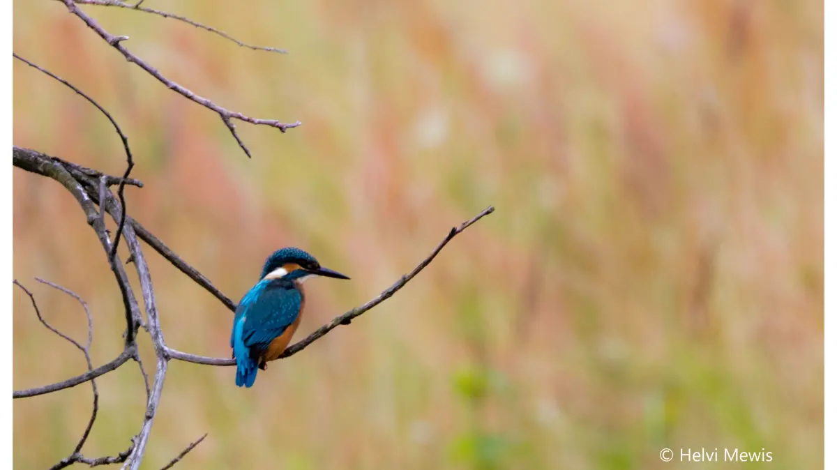 Naturfotografie von Helvi Mewis zur Eröffnung der Ausstellung ihrer Bilder in Bernau