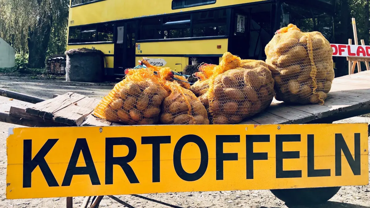 Kartoffeln im Bio-Anbau auf Gut Hartensdorf