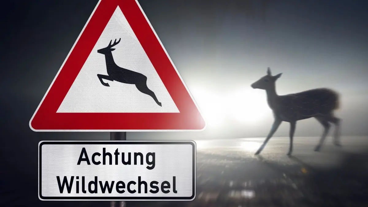 Wildunfälle häufen sich - so verhalten Sie sich richtig