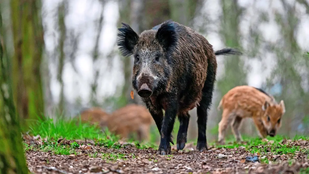 ARCHIV - Besondere Vorsicht ist bei Wildschweinmüttern geboten - sie verteidigen ihre Jungen, wenn sie sich bedroht fühlen. (zu dpa: «Begegnung mit Wildschwein: Wie verhält man sich?») Foto: Gregor Fischer/dpa/dpa-tmn - Honorarfrei nur für Bezieher des dpa-Themendienstes +++ dpa-Themendienst +++